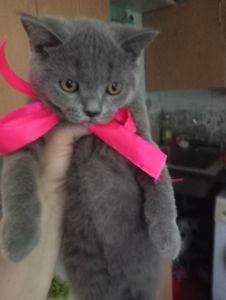 Британские котята