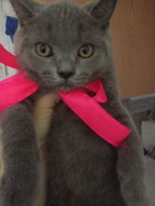 Британские котята