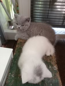 Британские котята