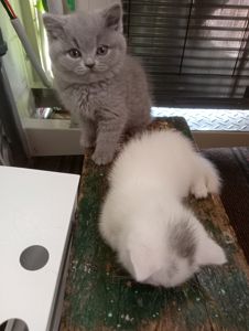 Британские котята