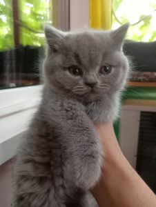 Британские котята