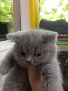 Британские котята
