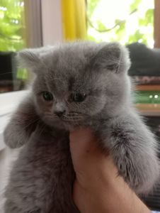 Британские котята