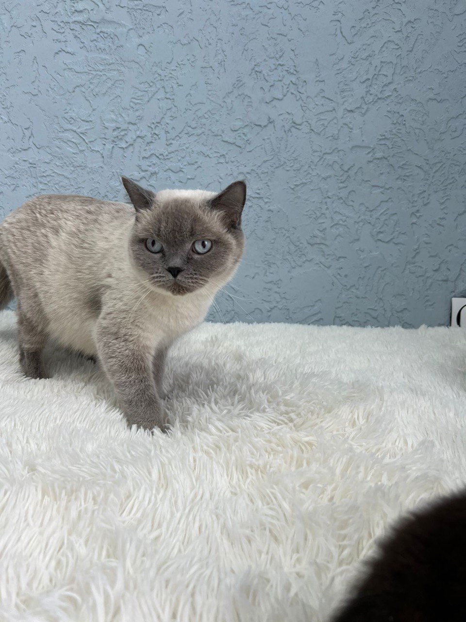 Шотландский прямоухий котик