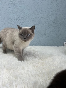 Шотландский прямоухий котик