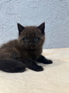 Шотландский прямоухий котик
