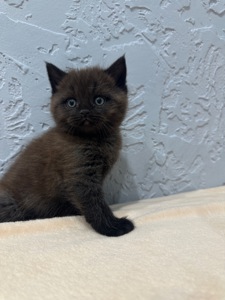 Шотландский прямоухий котик