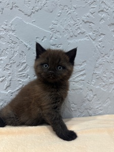 Шотландский прямоухий котик