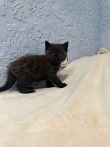 Шотландский прямоухий котик