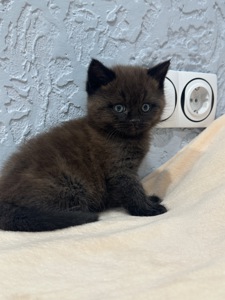 Шотландский прямоухий котик