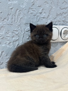 Шотландский прямоухий котик