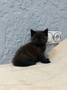 Шотландский прямоухий котик