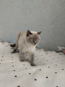 Шотландська кішечка