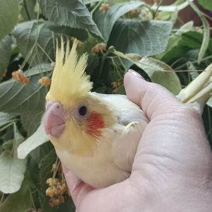 Ручной корелла