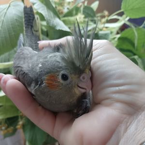 Ручной корелла