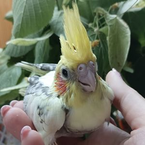 Ручной корелла