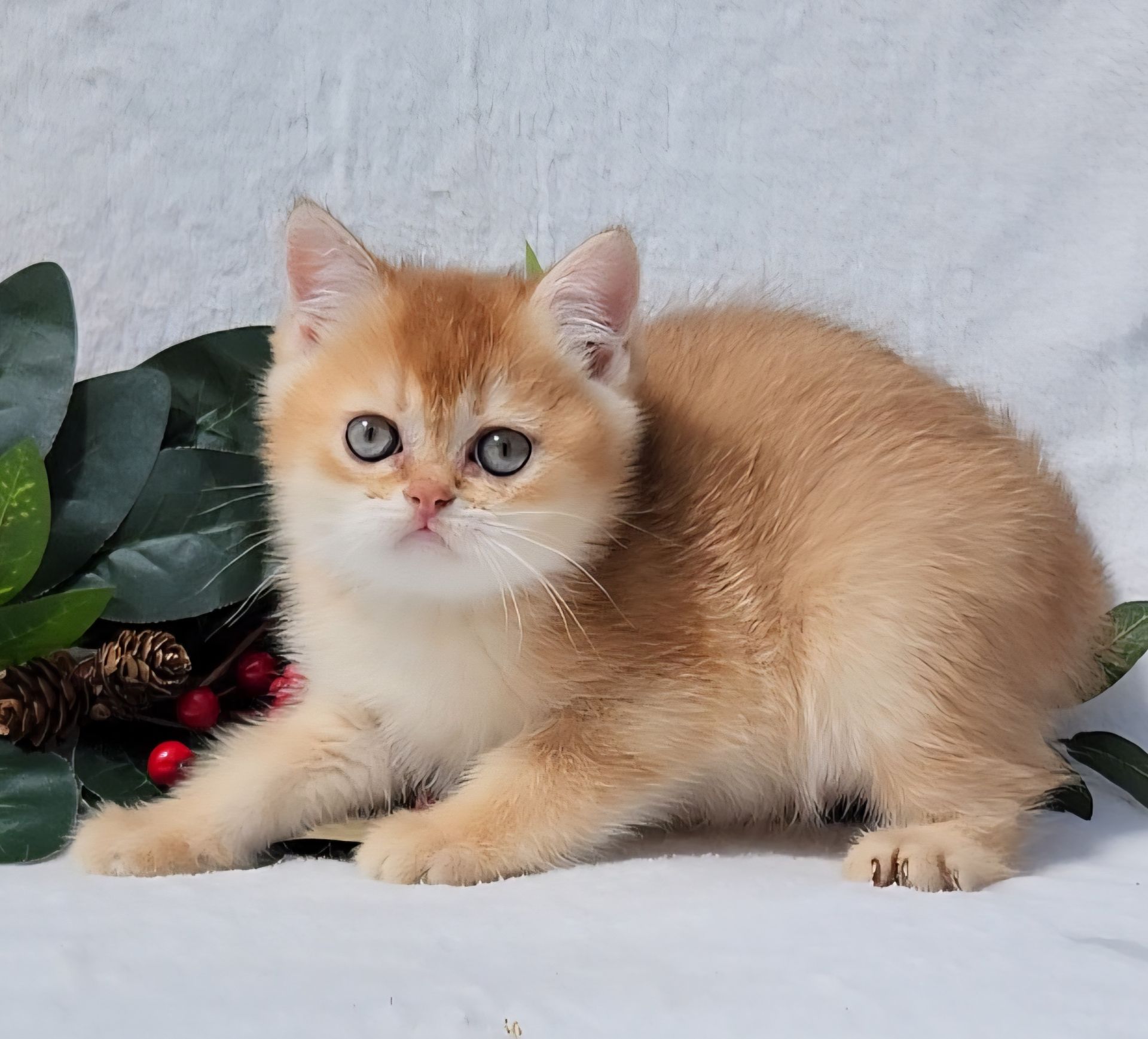 Шотландське кошеня золота шиншила