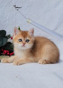 Шотландська дівчинка золота шиншила