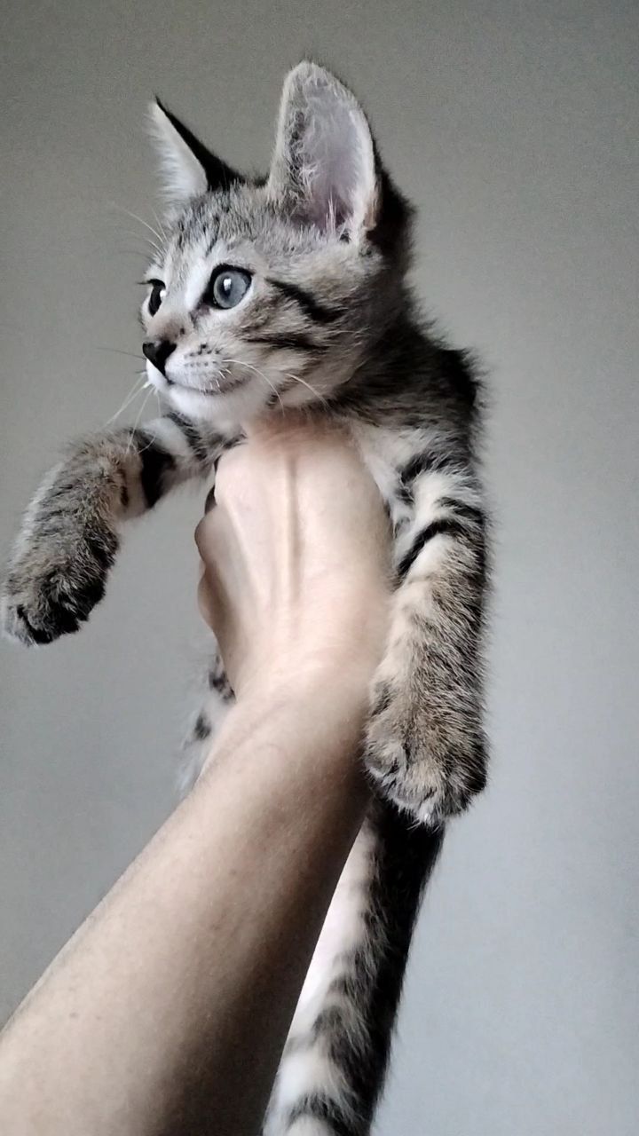 Кошеня