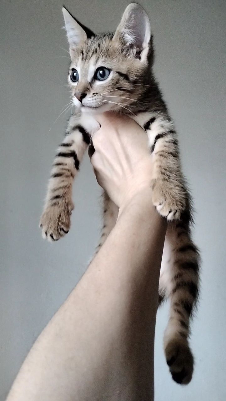 Кошеня