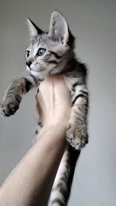 Кошеня