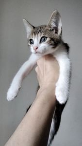 Кошеня