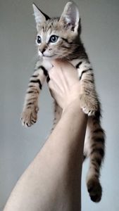 Кошеня