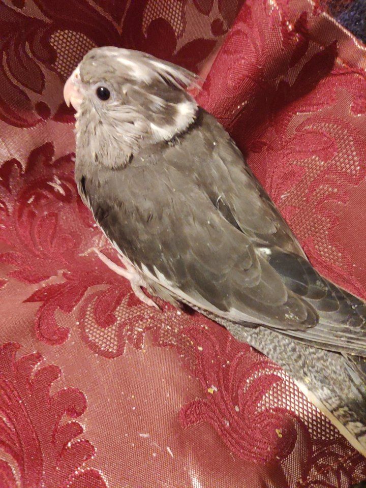 Кореллы