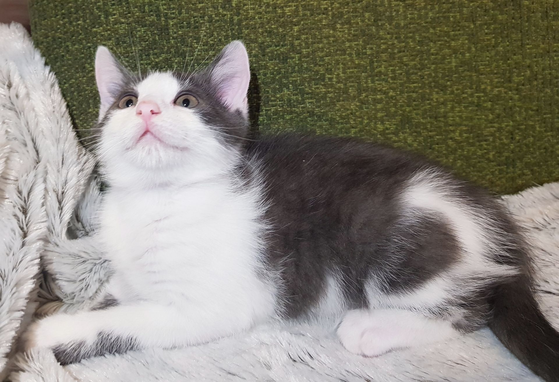 Кошеня