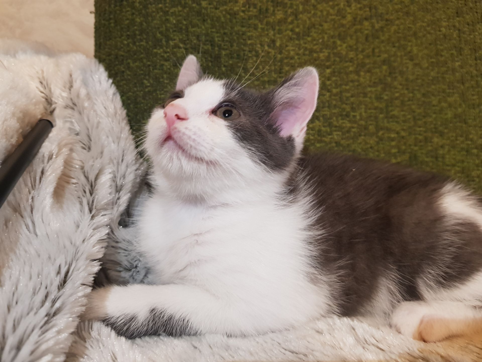 Кошеня