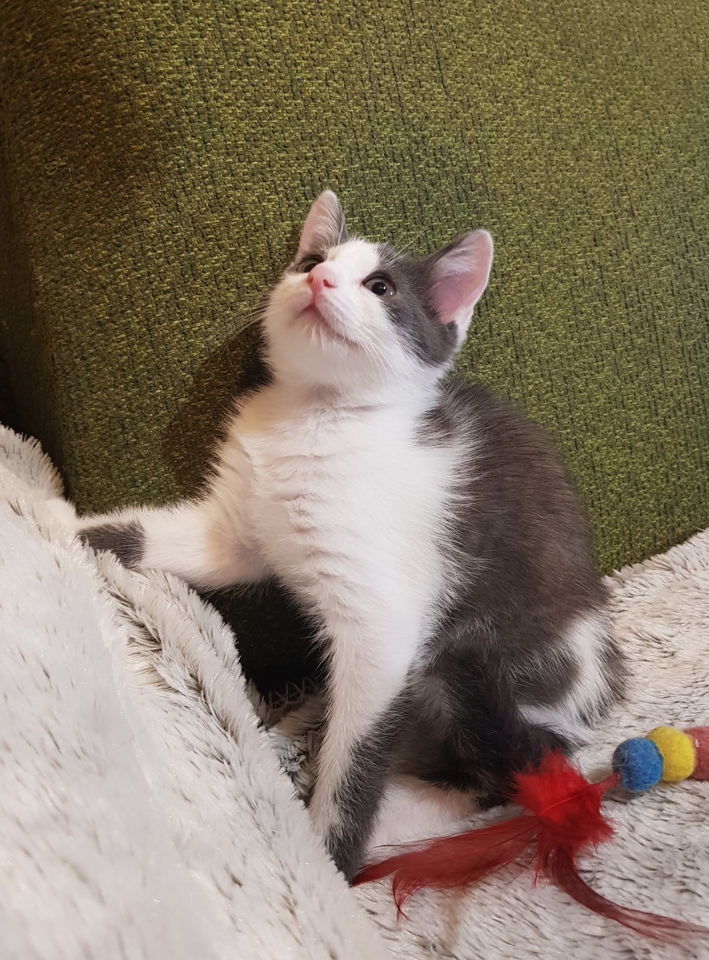 Кошеня