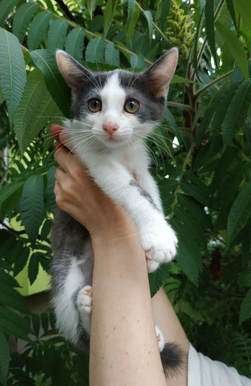 Кошеня