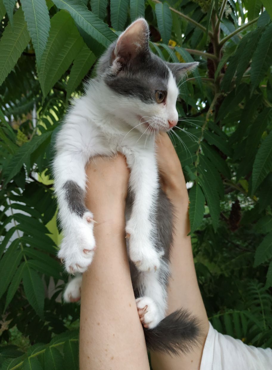 Кошеня