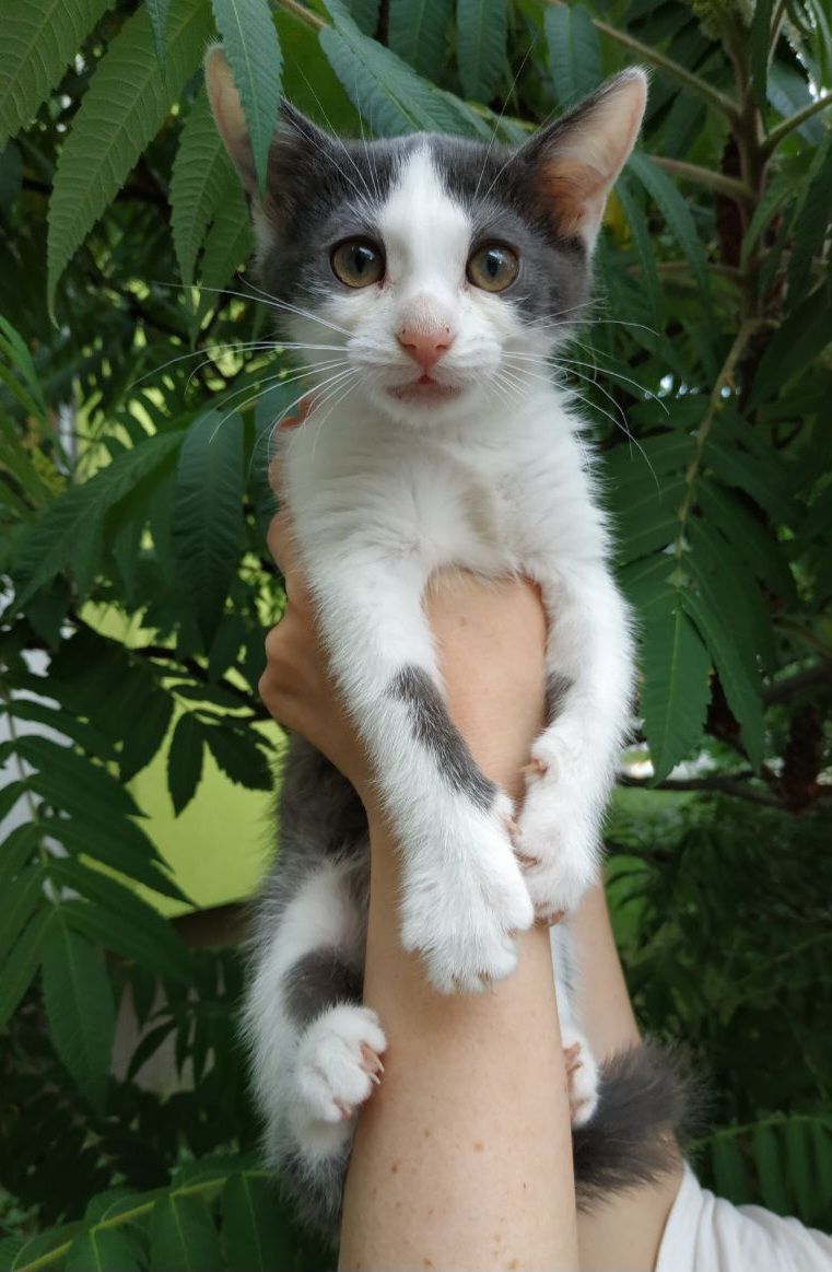 Кошеня