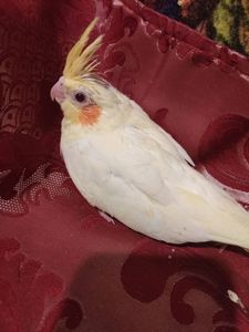 Кореллы