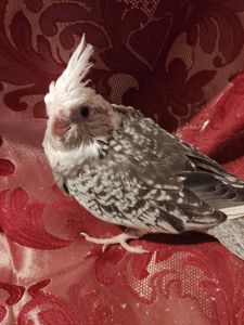 Кореллы