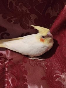 Кореллы