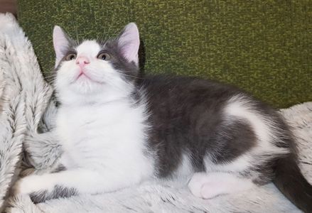 Кошеня