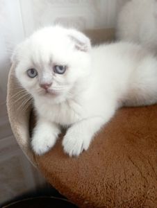 Плюшеві шотландські дівчатка та хлопчик