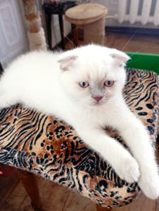 Плюшеві шотландські дівчатка та хлопчик