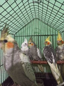 Кореллы птенцы