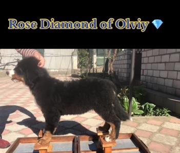 Бернский Зенненхунд / Diamond of Olviya