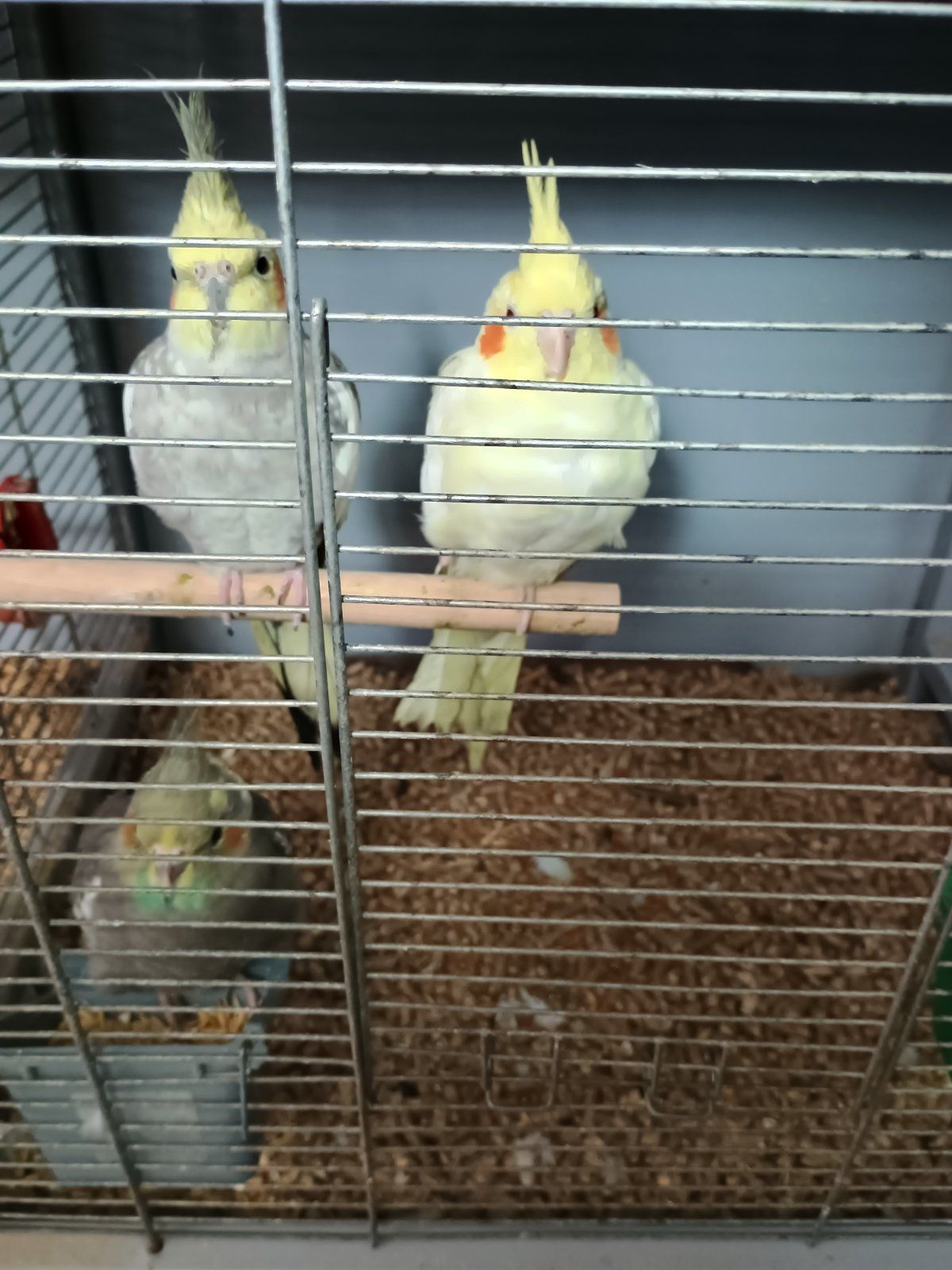Продам молодих корелл!!