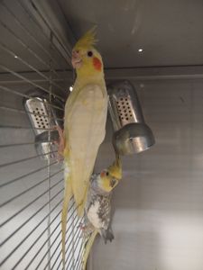 Продам молодих корелл!!