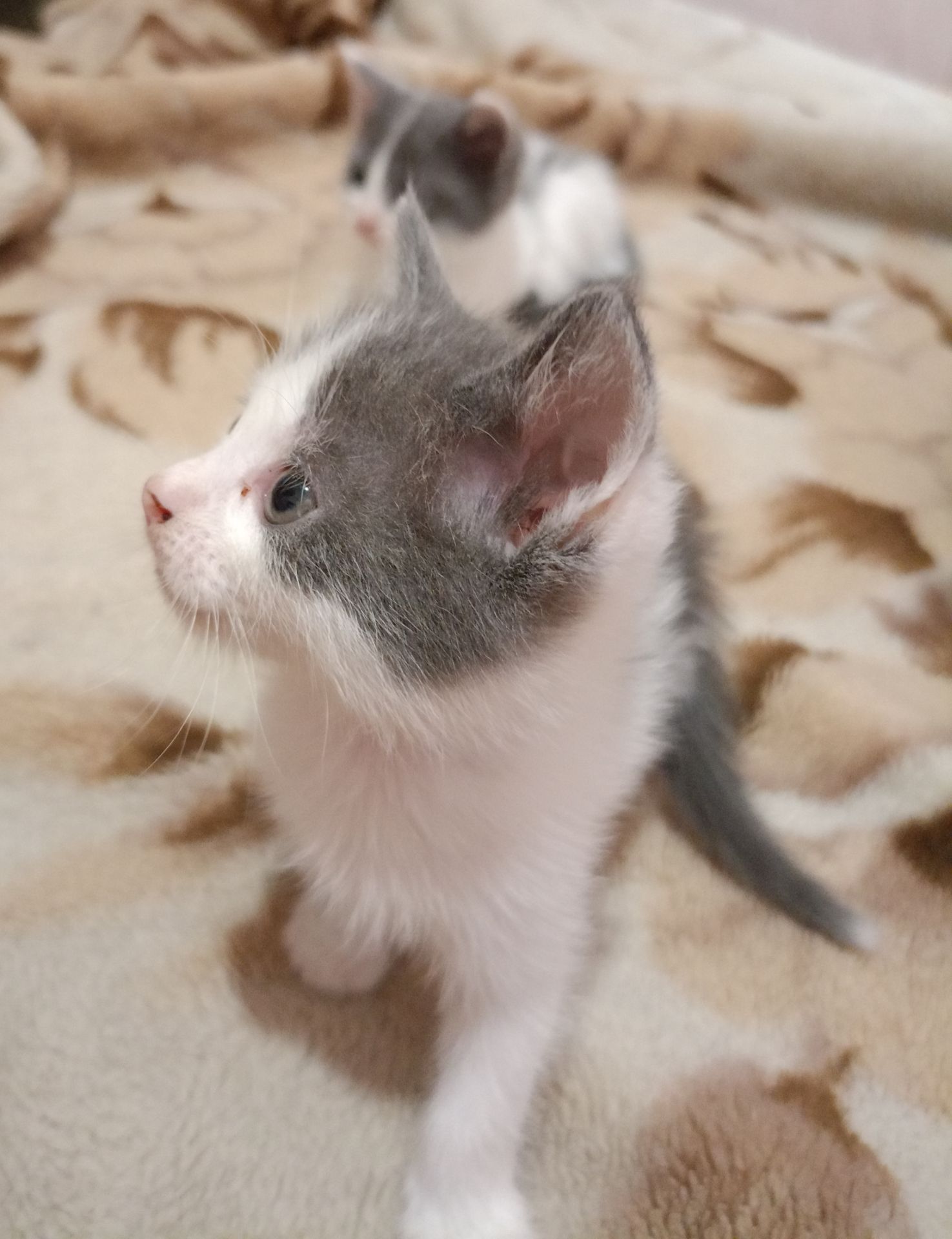 Кошенята