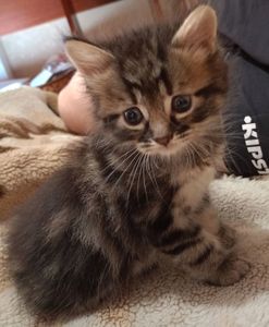 Кошенята
