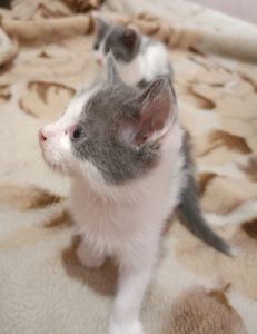 Кошенята