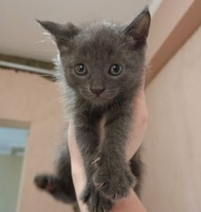 Кошенята