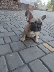 Французький бульдог