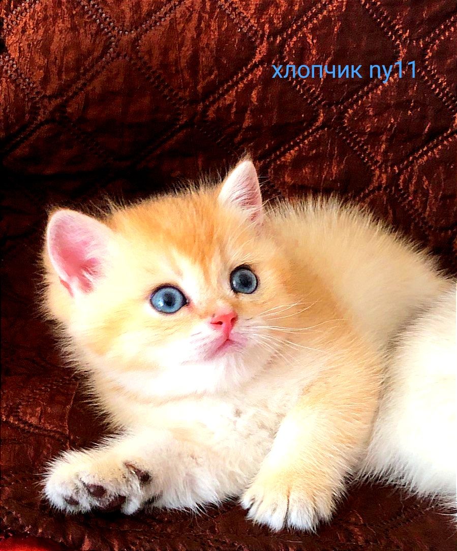 Котята золотые, серебристые